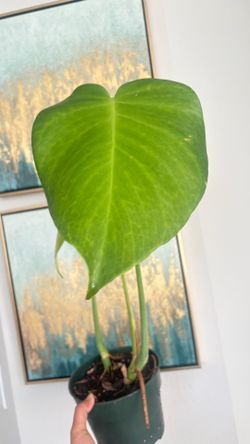 Monstera deliciosa plant