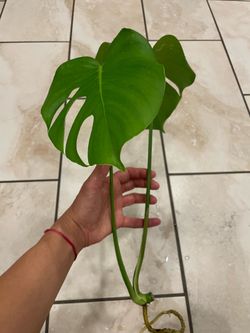 Monstera mint top cutting