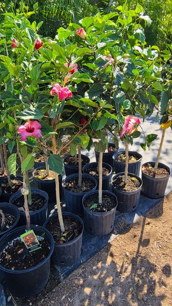 Tulipanes De 3gallon Diferentes Colores De Flores