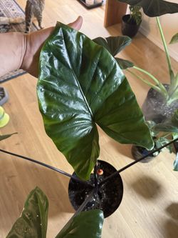Alocasia Red Stem 2-3 Feet