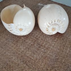 Nautilus Shells
