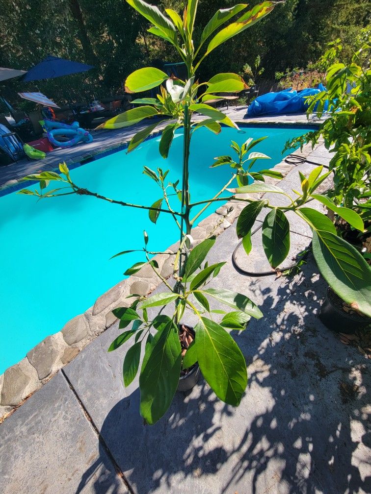 Ettinger Avocado Tree