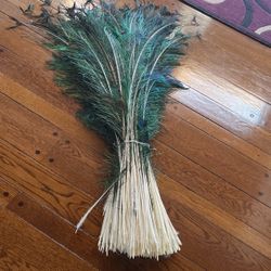 Plumas De Pavo