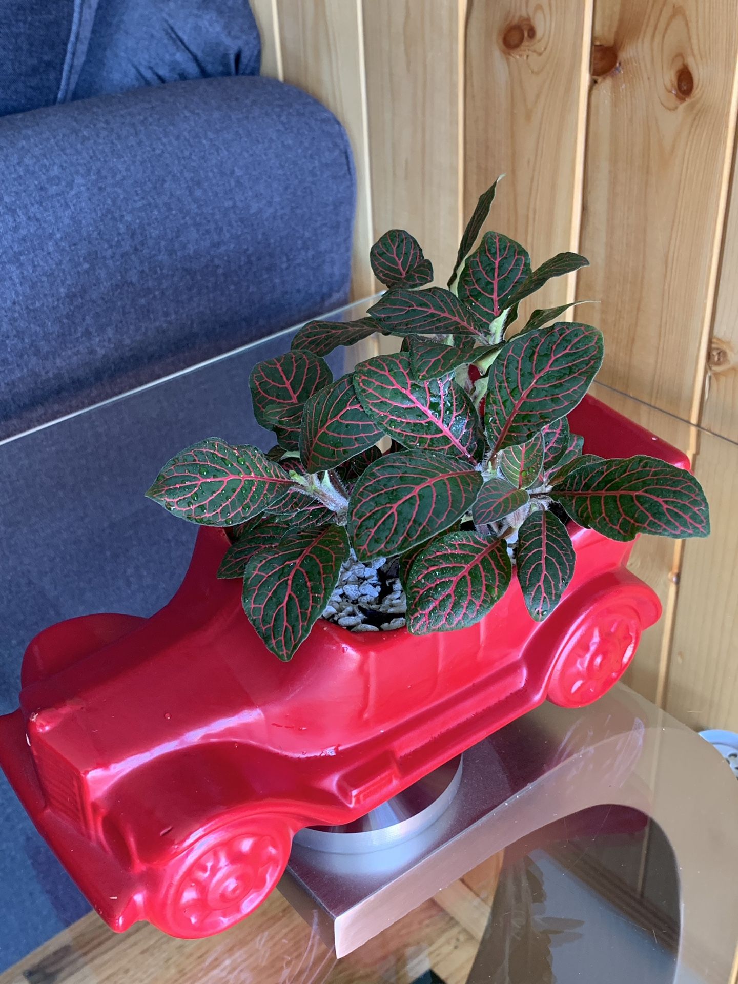 Fittonia Plant comes in a cute car pot.