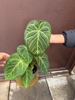 6” xl anthurium blushed forget (forgetii x silver blush )