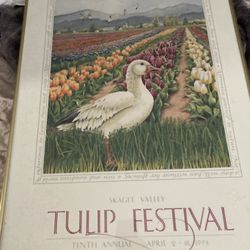tulip festival 1993 Skagit Valley tulip