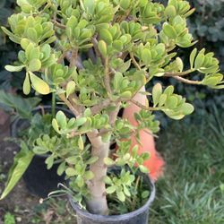 Large Lucky Jade Plant 5 Gallon Pot Around 3 Inch Trunk Live Plant  Cash only  Pick up in North San Jose, By appointment only  I live close to Shell g