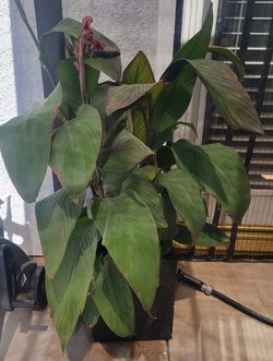 Large Canna Lily Plant in Pot