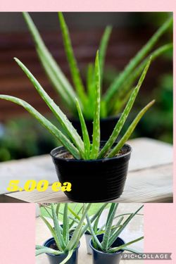 Aloe Vera for a Cause🟥⬇️🟥read description