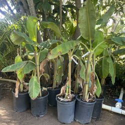 5 Gallon Size- Banana Plants- Persimmon Trees- Moringa Trees- Mango Trees- Lemon Guava Trees- Strawberry Guava Trees- Cherimoya Trees- Kiwi Vines- 