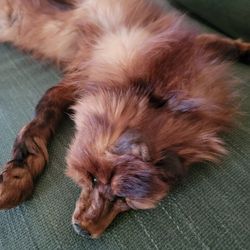 “Vintage Fox Fur Stole Wrap Real Fur Brown – Classic Style”