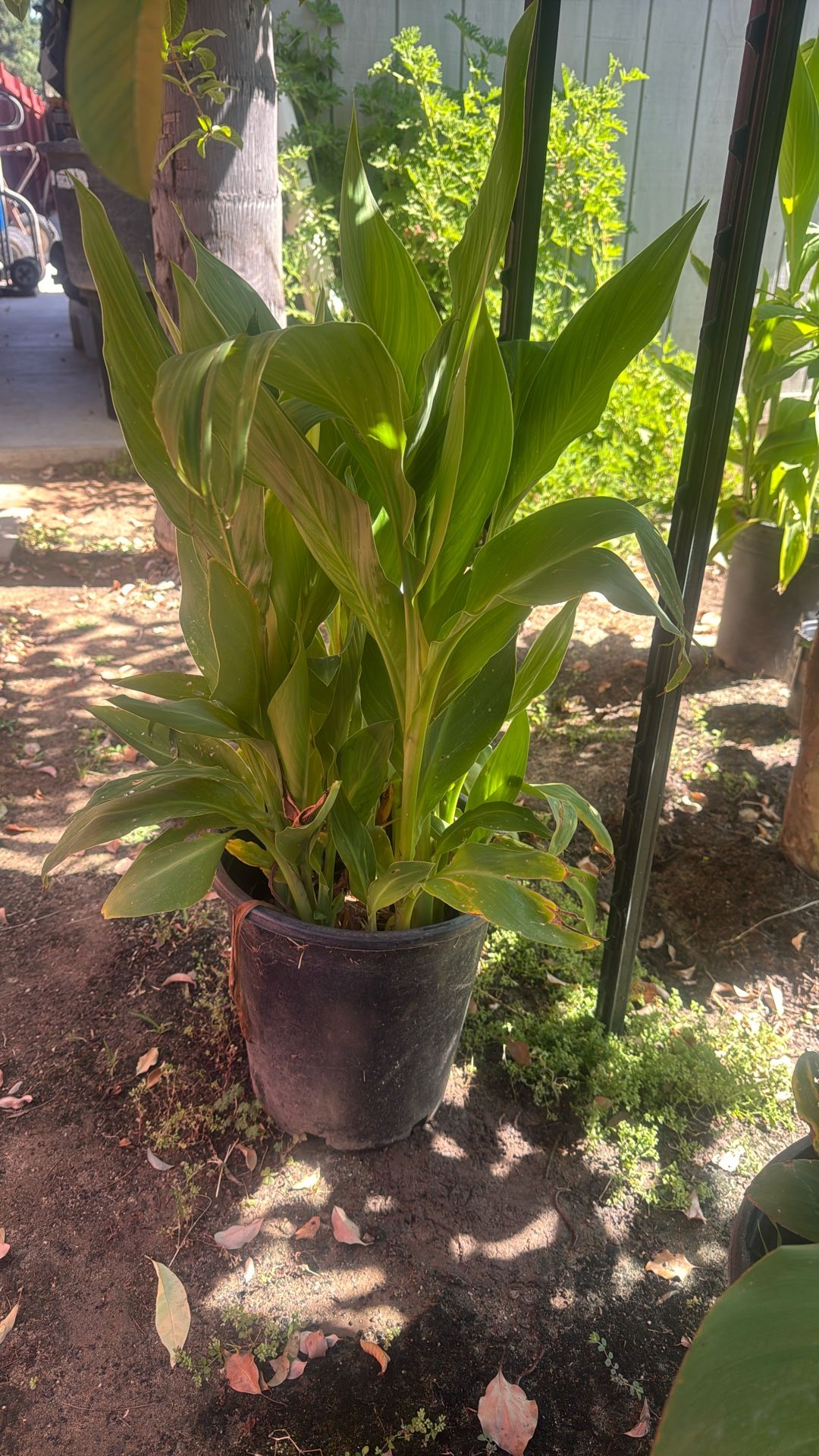 $15 Estás Plantas, Tengo Roja Este Color Que Puse Y Color Naranja qué