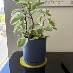 Baby Rubber Plant In 6” Momma Pot