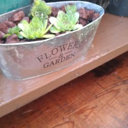Succulent Plants 7$