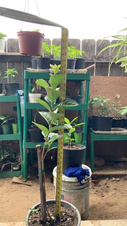 Planta de persimo.     Persimmon plant