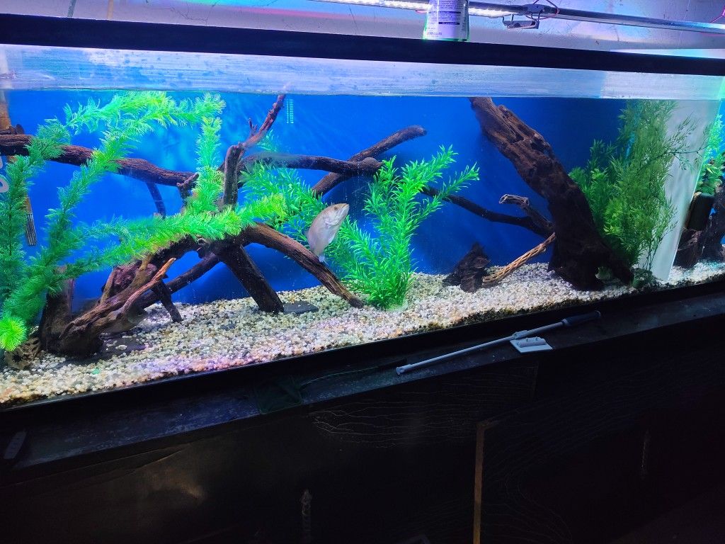 Fish Tank Large And Small