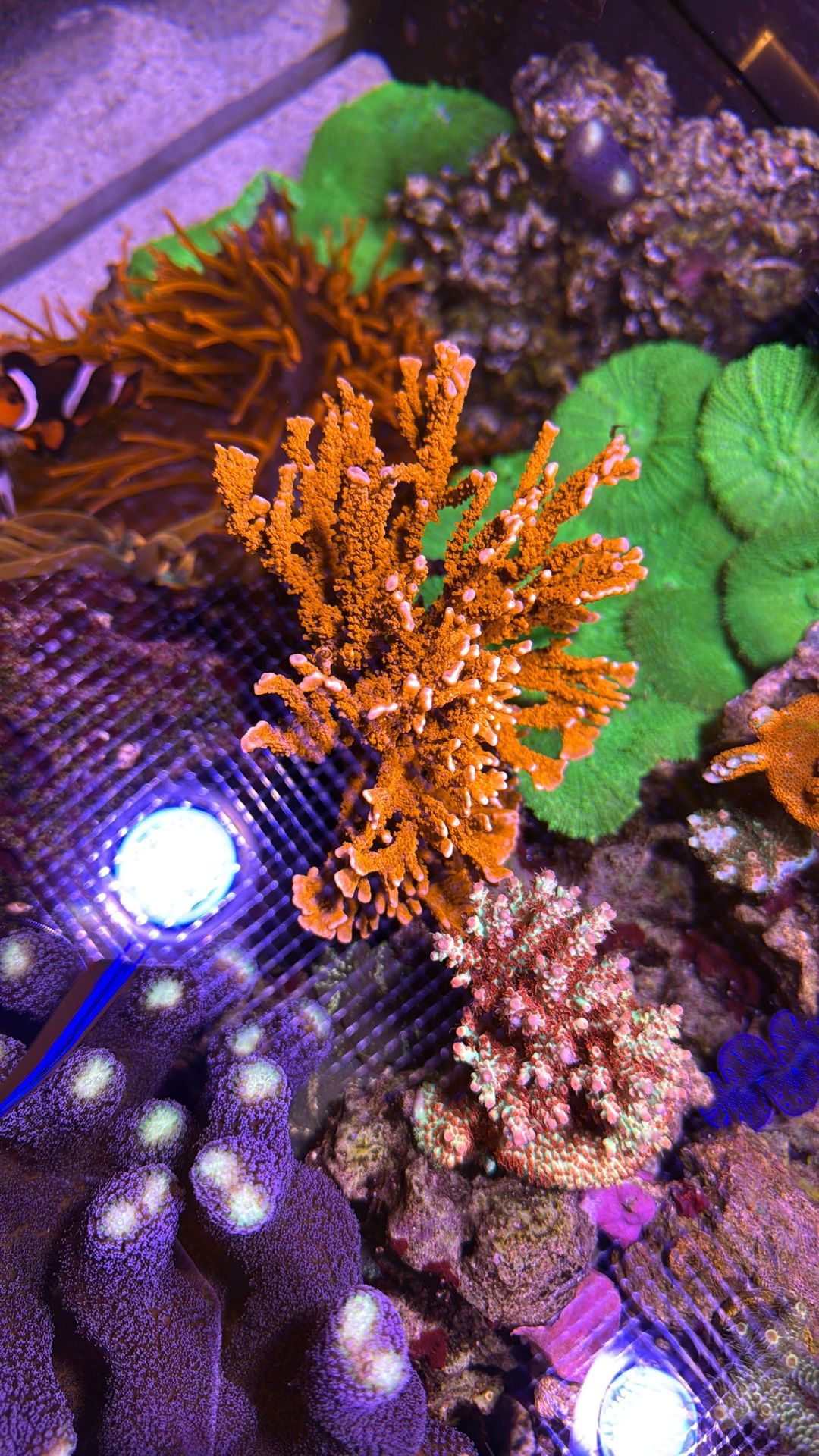 Fake Coral Red SPS