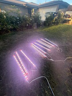 $35 for the light set delivery available