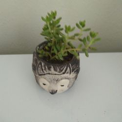 Succulent in Ceramic Pot 