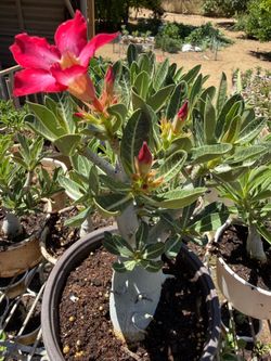 Desert Roses