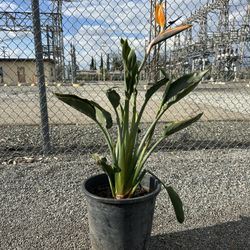 Bird  Of Paradise Flower Plant
