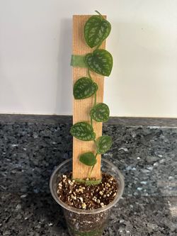 Monstera Dubia