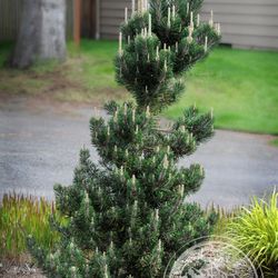 ‘Kotobuki’ Japanese Black Pine Trees —