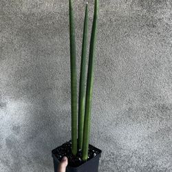 Sansiviera Cylindrica