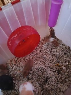 Baby hamsters