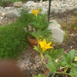 Organic 25 ft long Big Pumpkin vines, see description