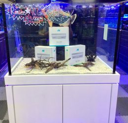 Rimless 90 Gallon Aquarium