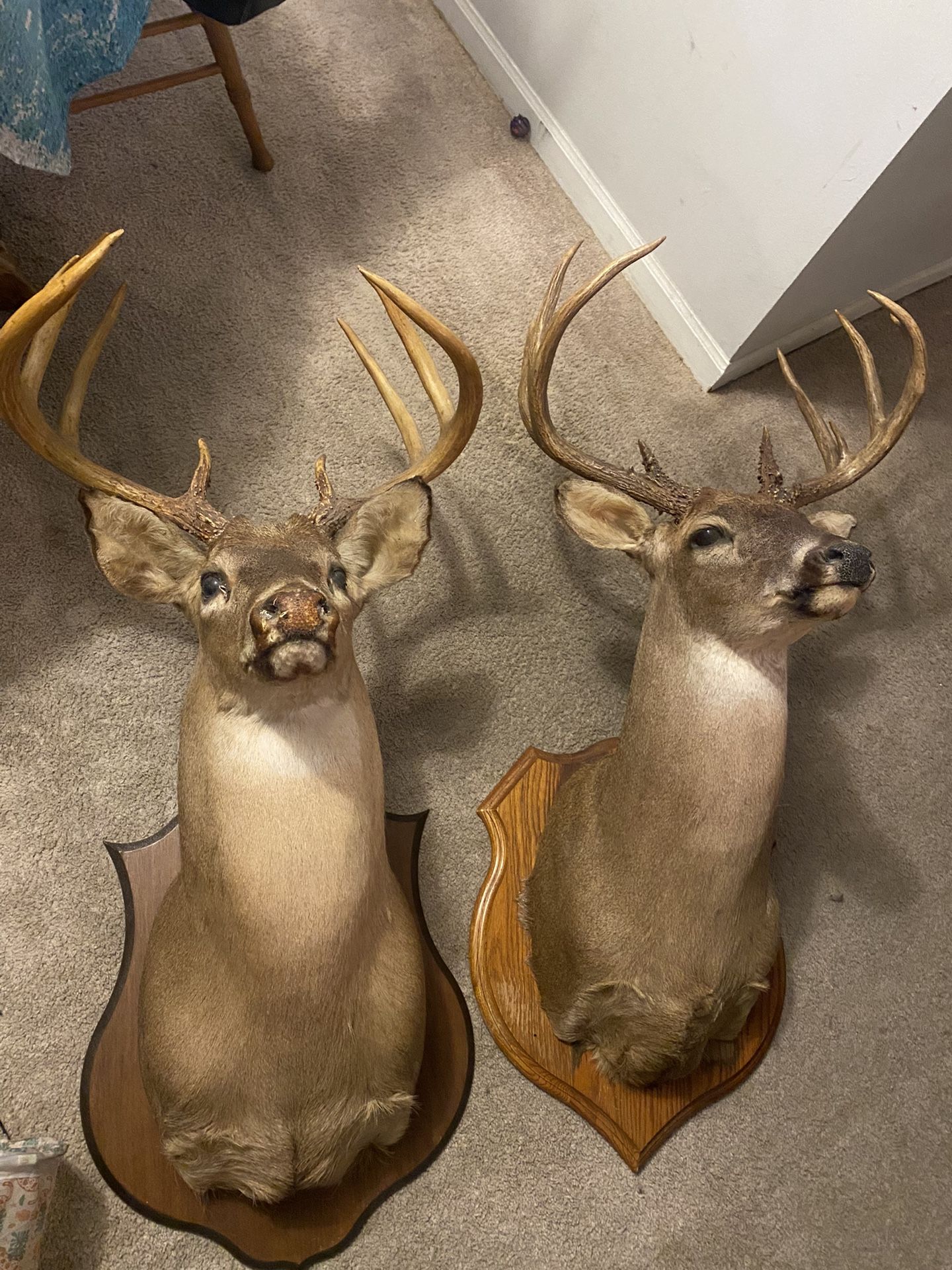 Two Deer Mounts