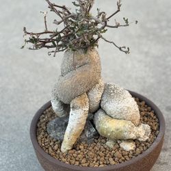 Focea Edulis  Caudex Cactus Succulents Agave Aloe 