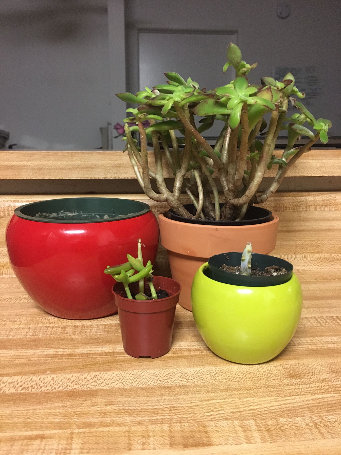FREE Succulents and pots