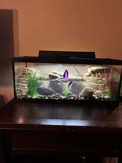 20 gal Aquarium with Decorative Filters,LED,Rocks,Plants
