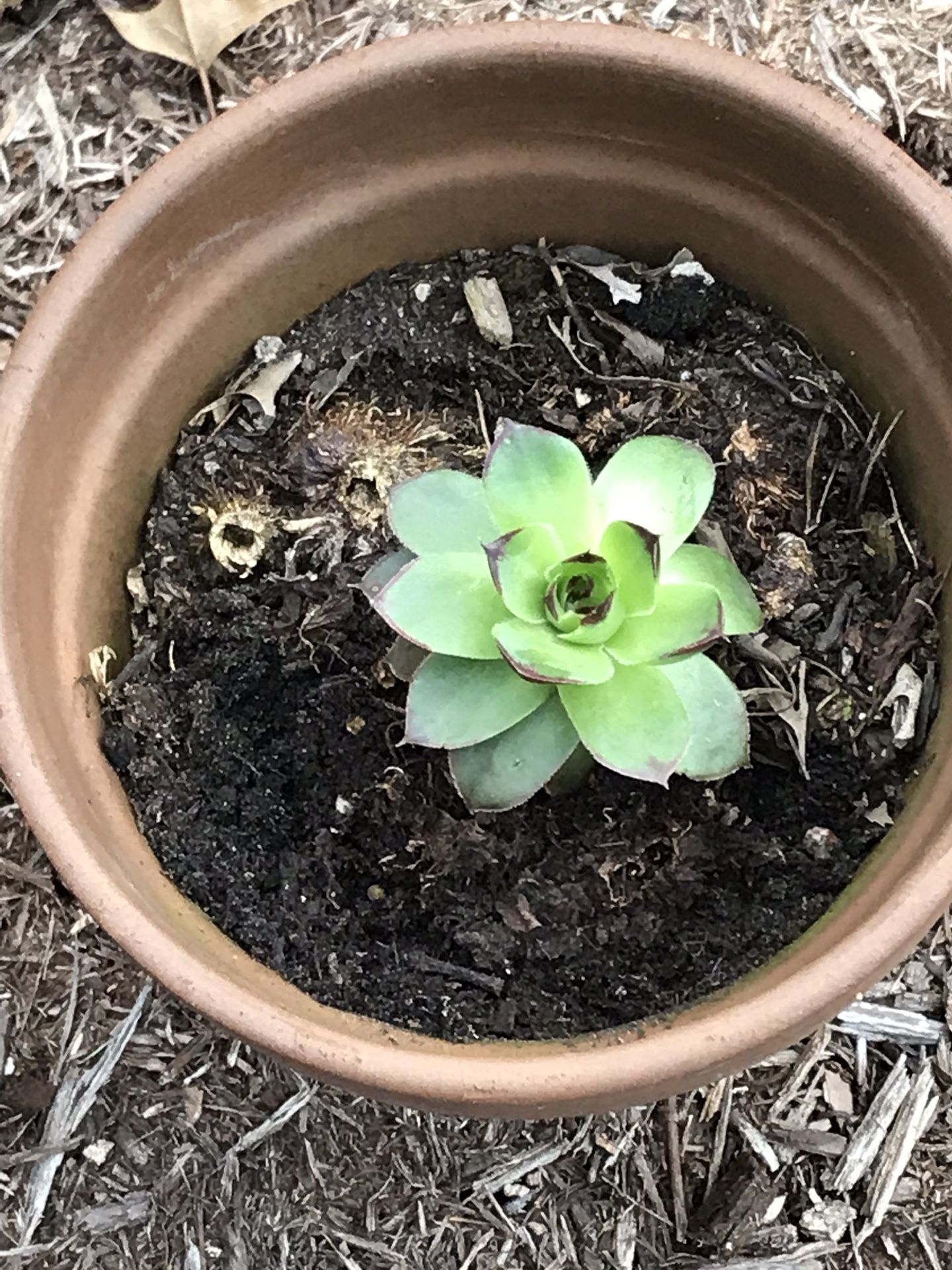 Hens and chicks succulent 5+