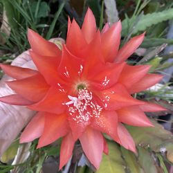 Selling Unrooted Cuttings Of My Epiphyllum 10 Inch Cutting For $8 Pick Up 