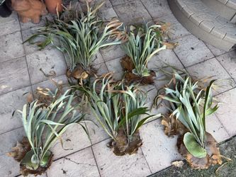 Unmounted Staghorn Pieces: Large , Beautiful