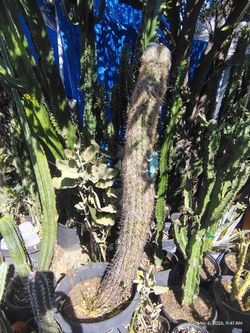 Oh man cactus plant