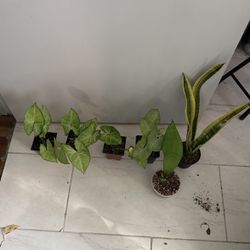 Plants 