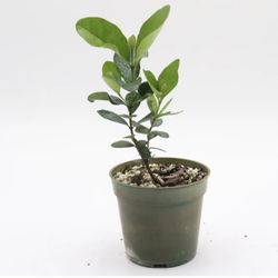Pineapple Guava Live Plant, 4-6 Inch Starter