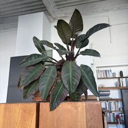 plant - philodendron black cardinal