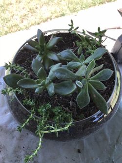 Succulent arrangements