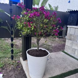 Bougainvillea Dual Tone