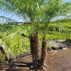 Spectacular Robollinis Palms!!! About 6 Feet Tall!! Fertilized 