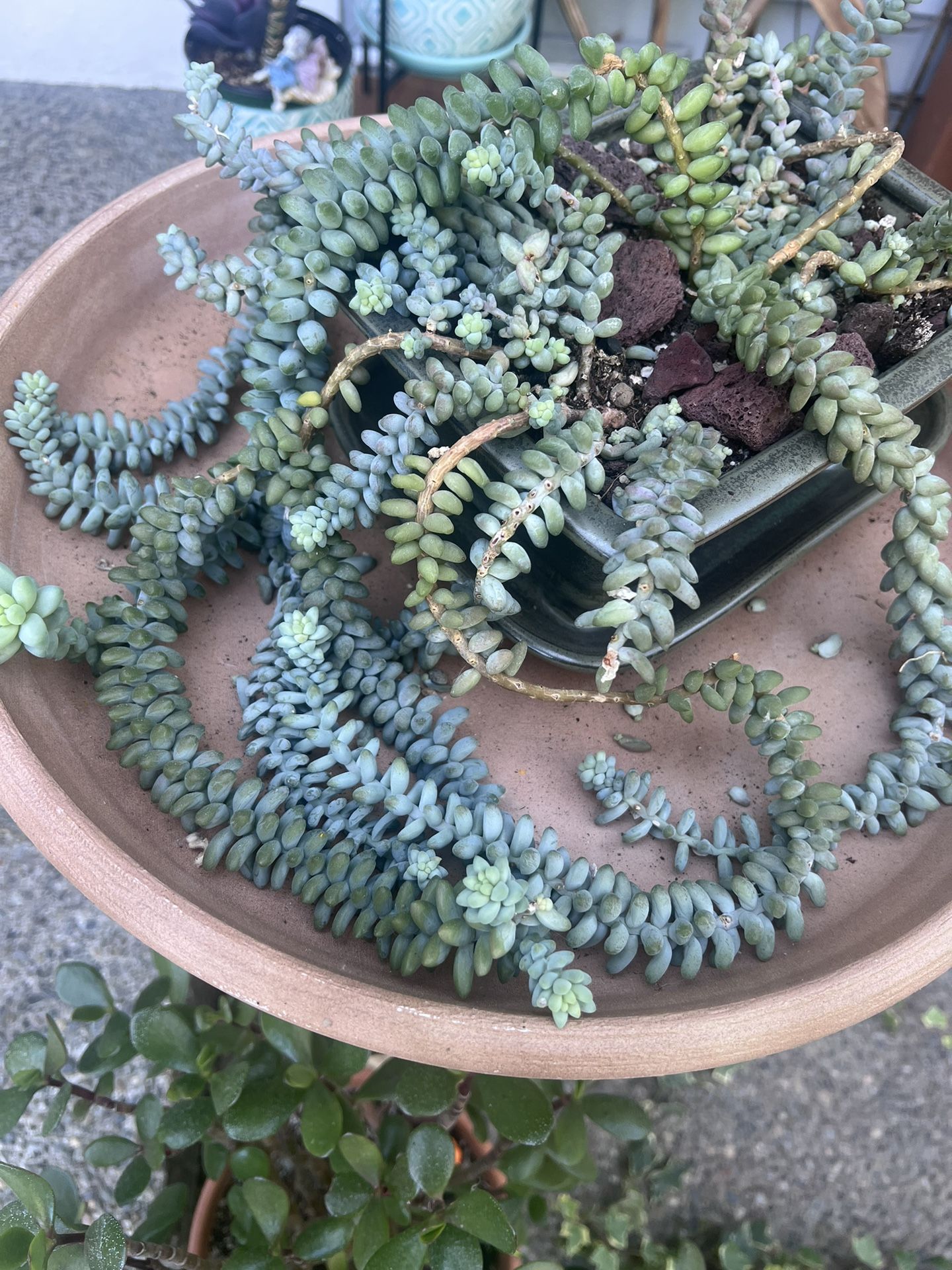 Succulent plant