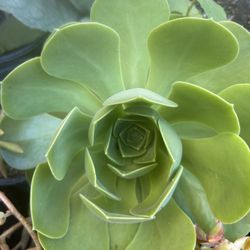 Planta