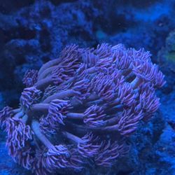 Pink/Lavender Goniopora coral Decoration 