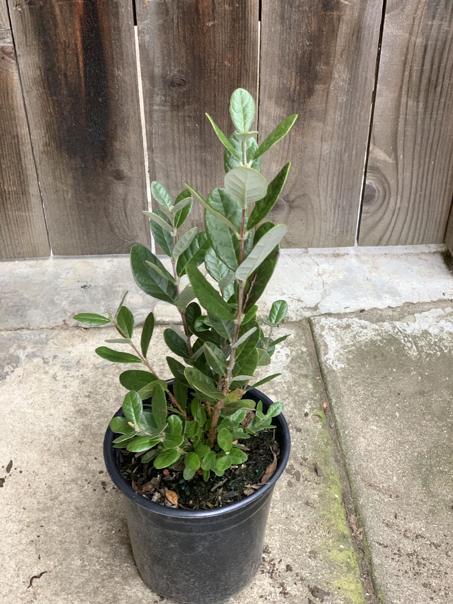 $25 Feijoa Sellowiana Pineapple Guava Live Fruit Tree Plant Bush Shrub One Gallon Pot approximately 1 to 2 ft tall  CASH ONLY 