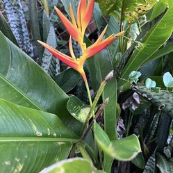 Heliconia Nickeriensis